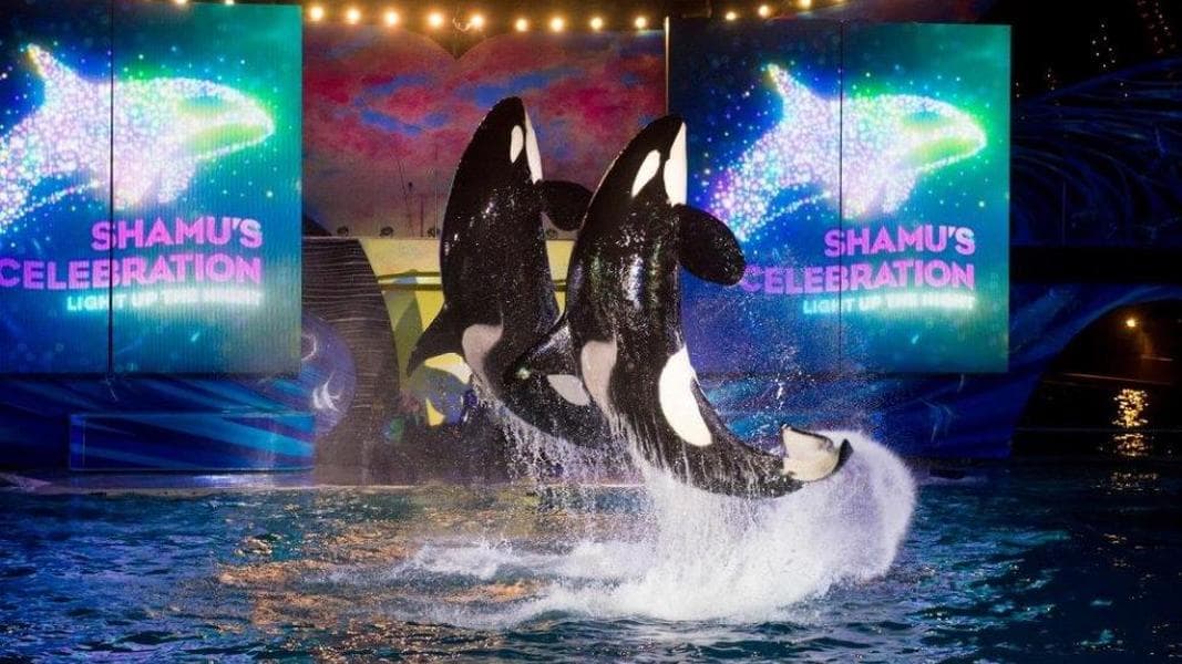 SeaWorld and Aquatica to showcase new nighttime entertainment this summer