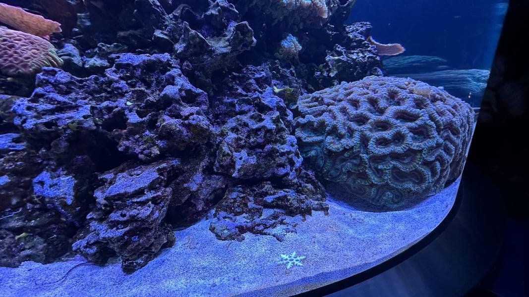 SeaBase Aquarium Tank Decorations Return for the Holiday Season