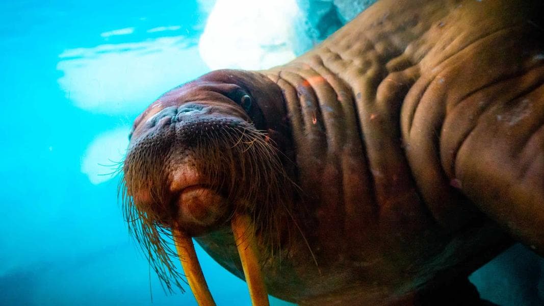 SeaWorld Orlando’s NEW Arctic Ride Coming Spring 2025