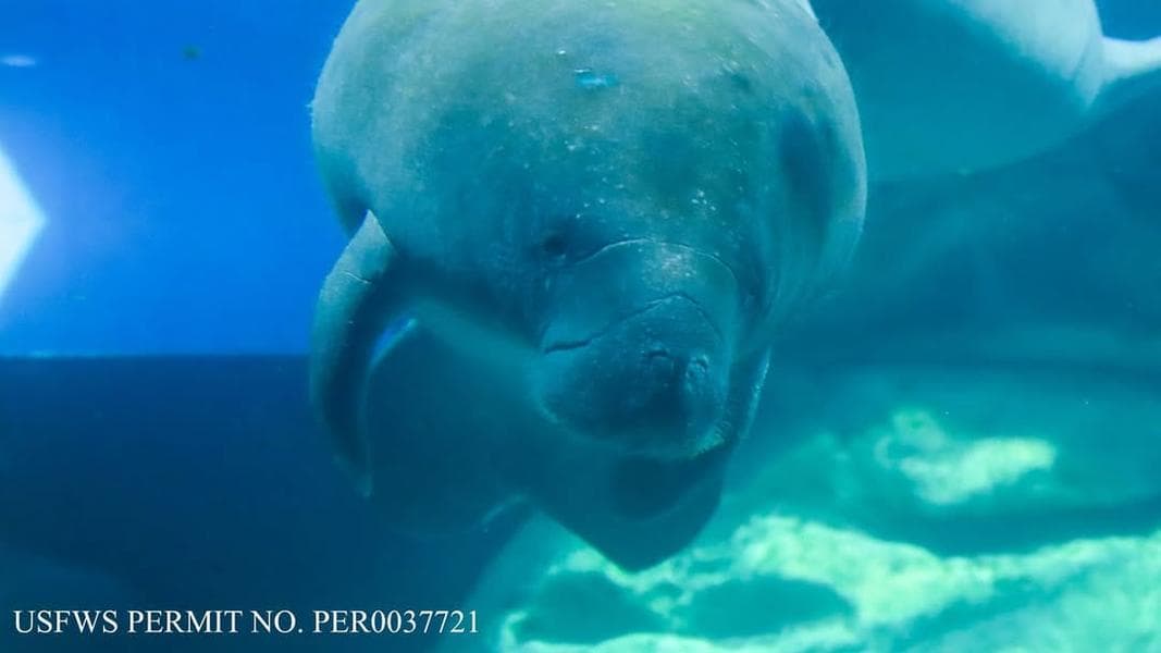 New Manatee Named Mermaid Arrives at The Seas in EPCOT