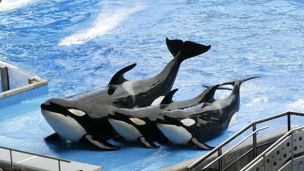 SeaWorld transitions to new mission of conservation and rehabilitation