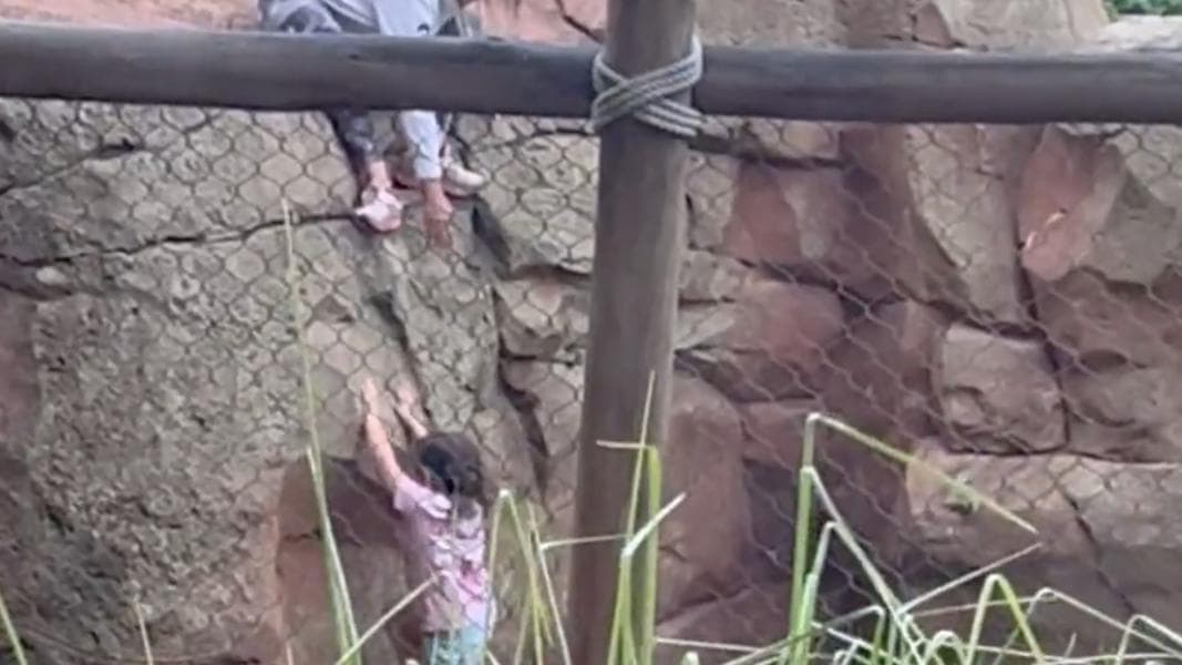 Young Girl Jumps Down Into Animal Enclosure at Disney's Animal Kingdom Lodge