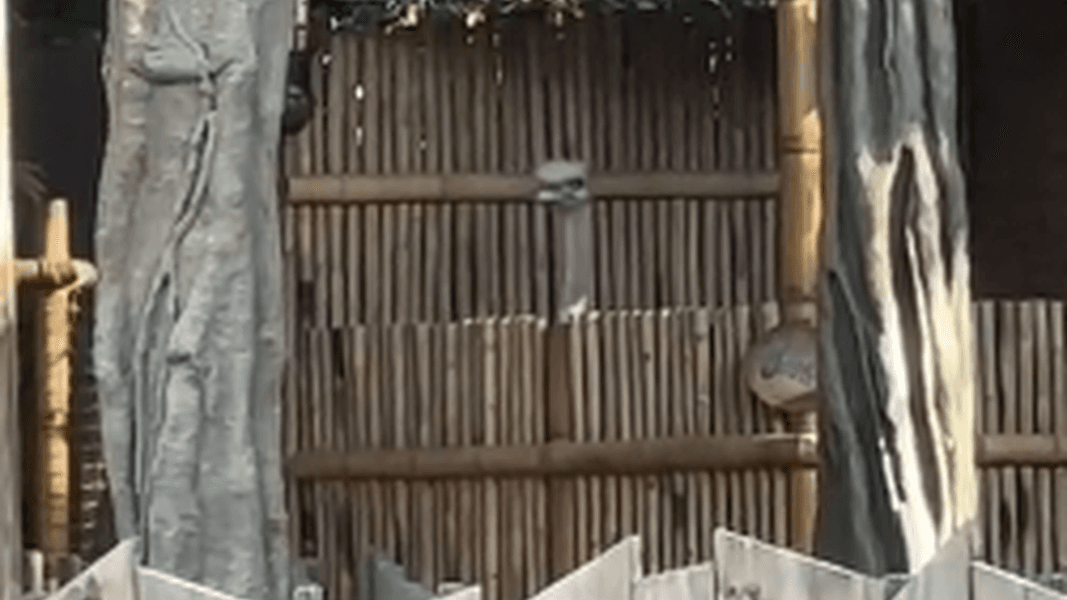 VIDEO: Ostrich Animatronic Testing at Adventureland Treehouse