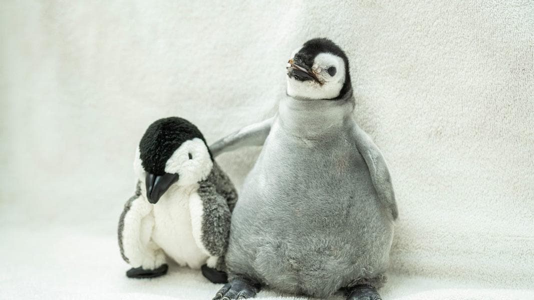 Introducing Pearl, SeaWorld San Diego’s new baby penguin