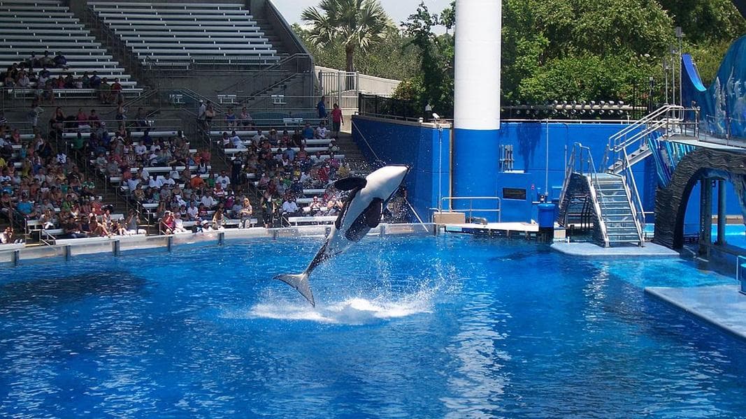 SeaWorld Orlando replacing killer whale show to start 2020