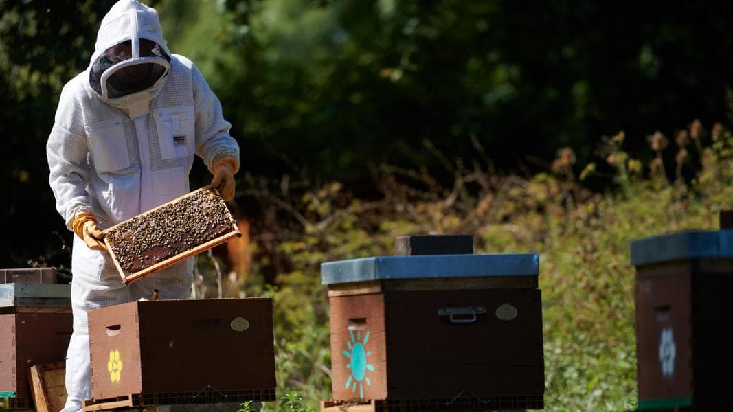 How Disney Helps Pollinators at Disney World, Disneyland Paris, Cotino, and Beyond