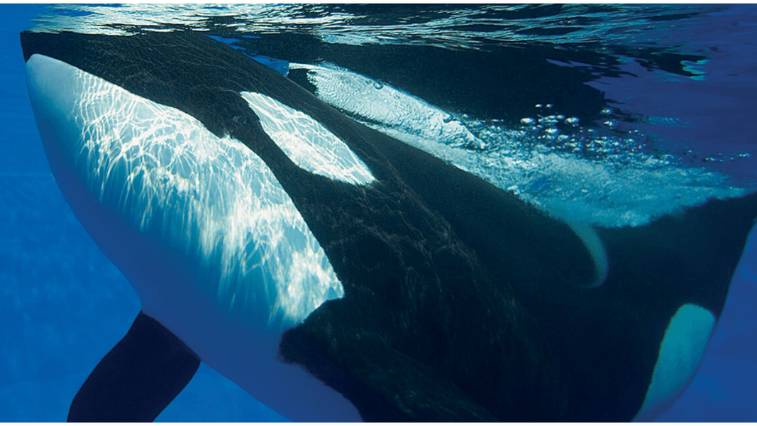 Guest Editorial: SeaWorld’s ‘Orca Encounter’ is the show the aquatic park needed