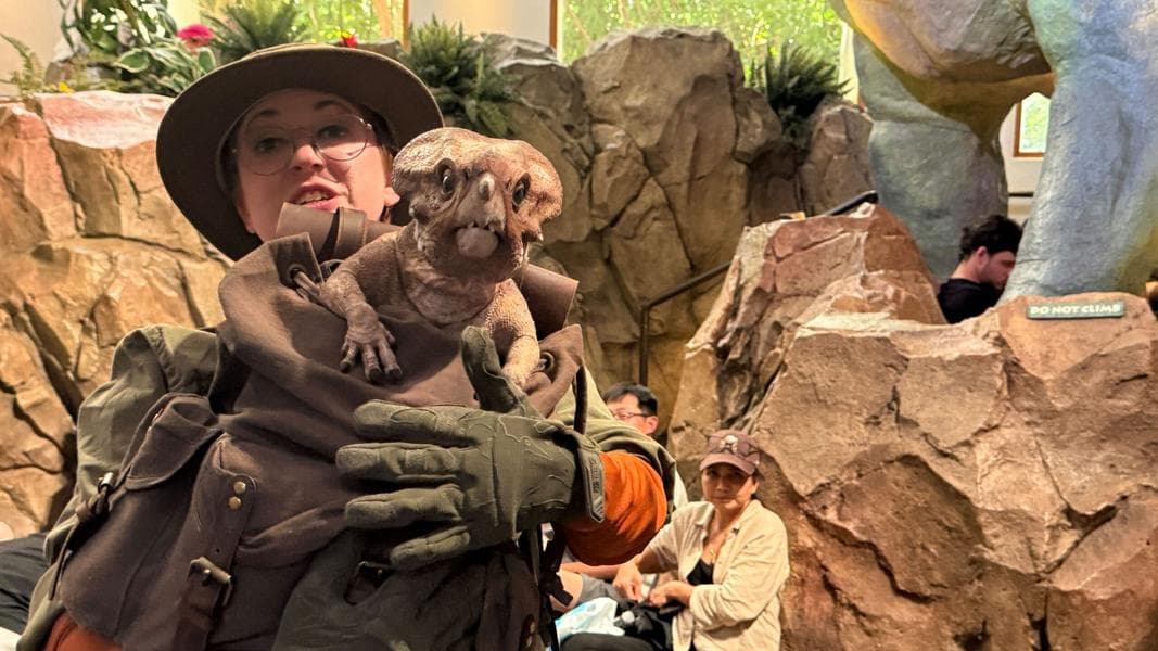 Dolores the Baby Aquilops From Jurassic World Rebirth Meeting Guests at Universal Orlando Resort