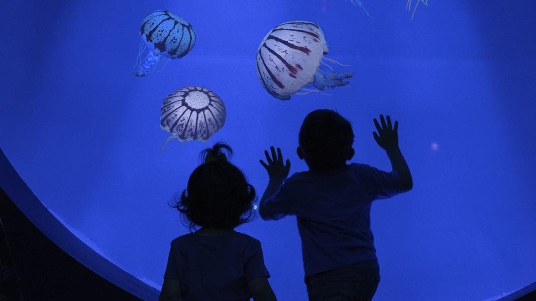 New jellyfish exhibit at SeaWorld San Diego opens in March