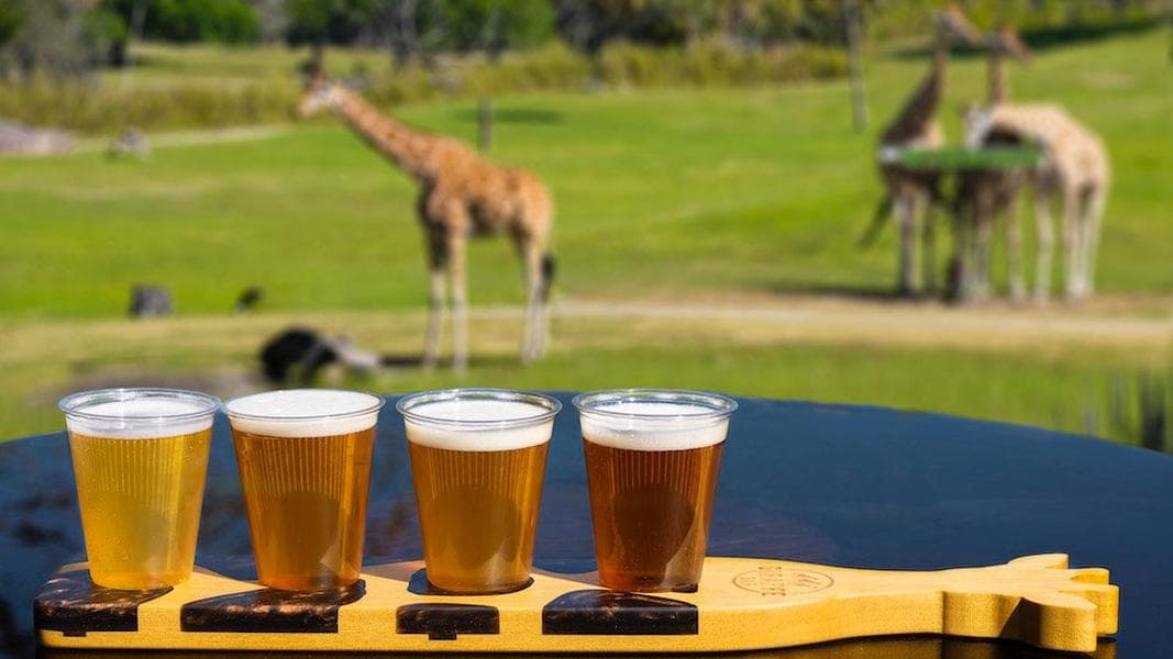 Busch Gardens Tampa opening Giraffe Bar with craft brews and animal views
