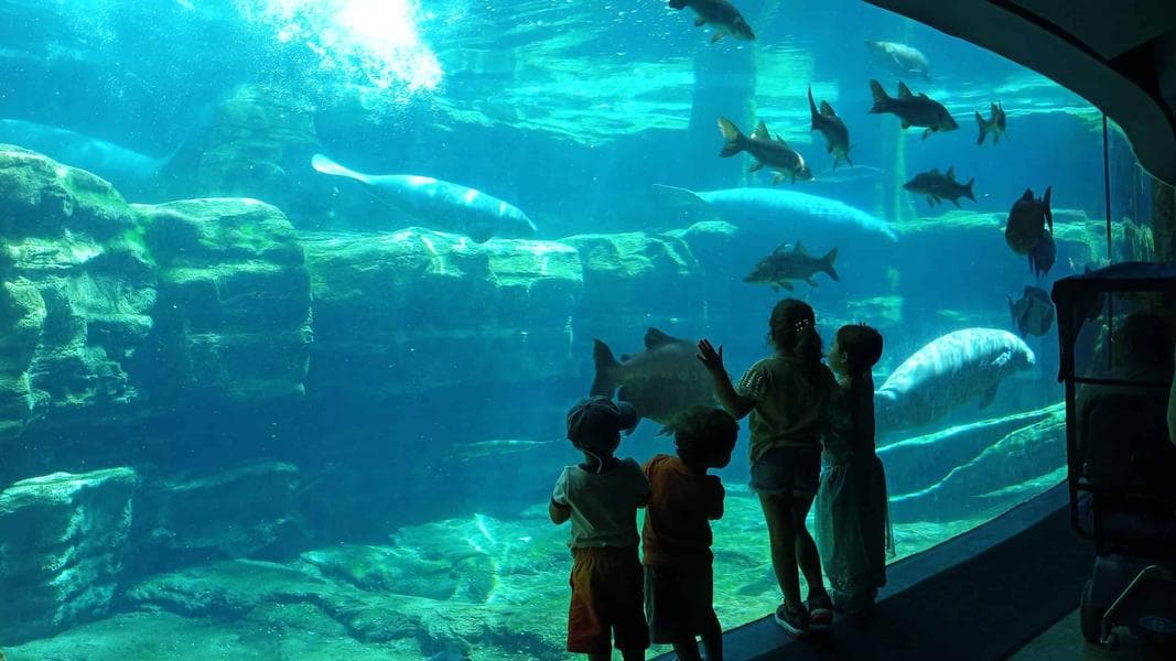 Spend the day at SeaWorld Orlando