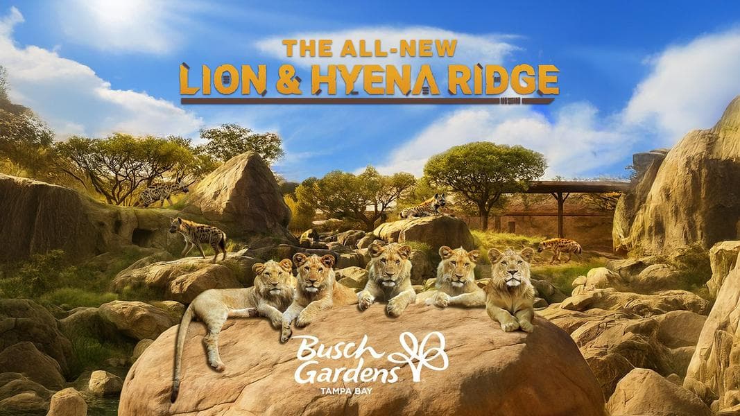 Busch Gardens Tampa Bay animal habitat expansion coming in 2026: Lion & Hyena Ridge