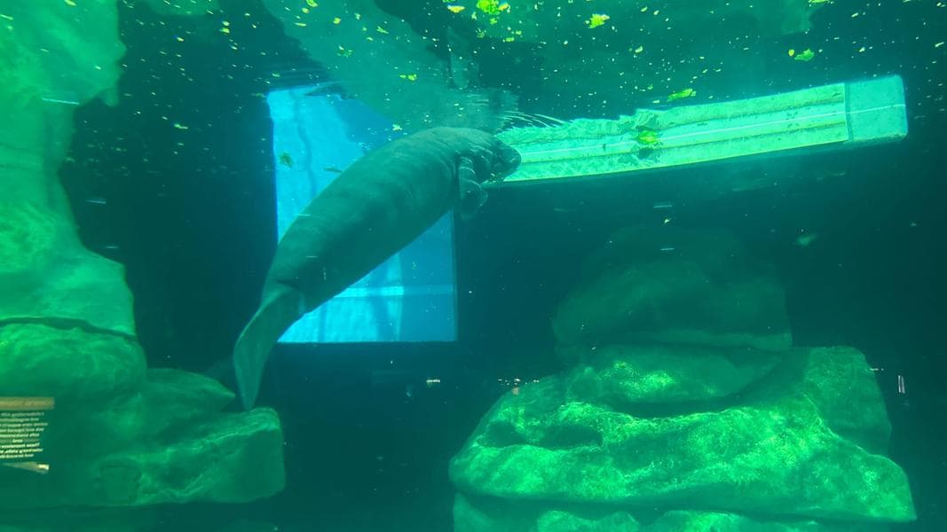 PHOTOS, VIDEO: New Baby Manatee Swims into The Seas at EPCOT