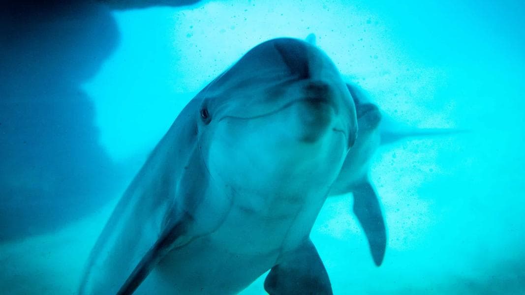 Top Things to do at SeaWorld Orlando for Non-Roller Coaster Riders