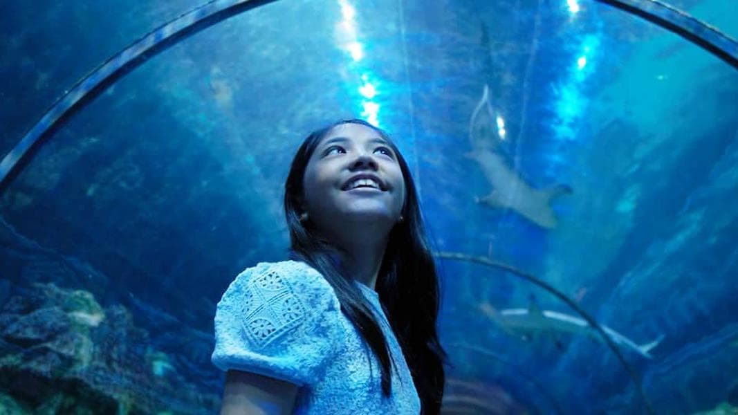 New Shark Encounter gets its opening date