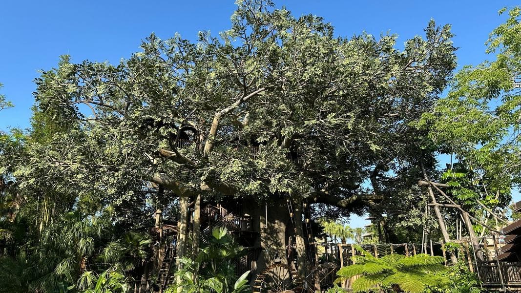 Scaffolding Removed, Refurbishment Complete on Swiss Family Treehouse at Magic Kingdom
