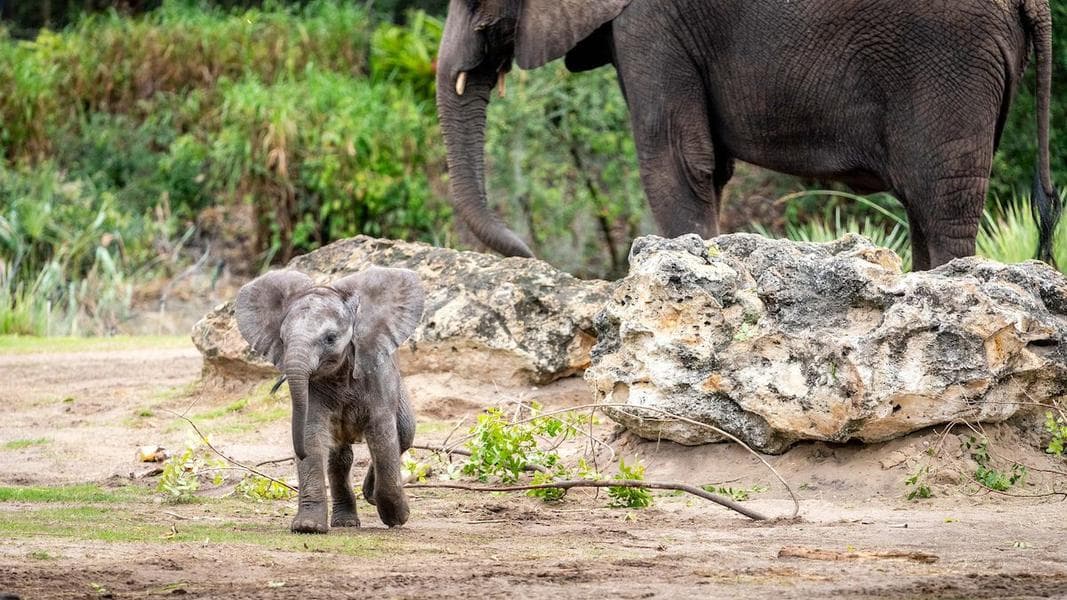 Disney welcomes baby elephant to Disney’s Animal Kingdom savanna