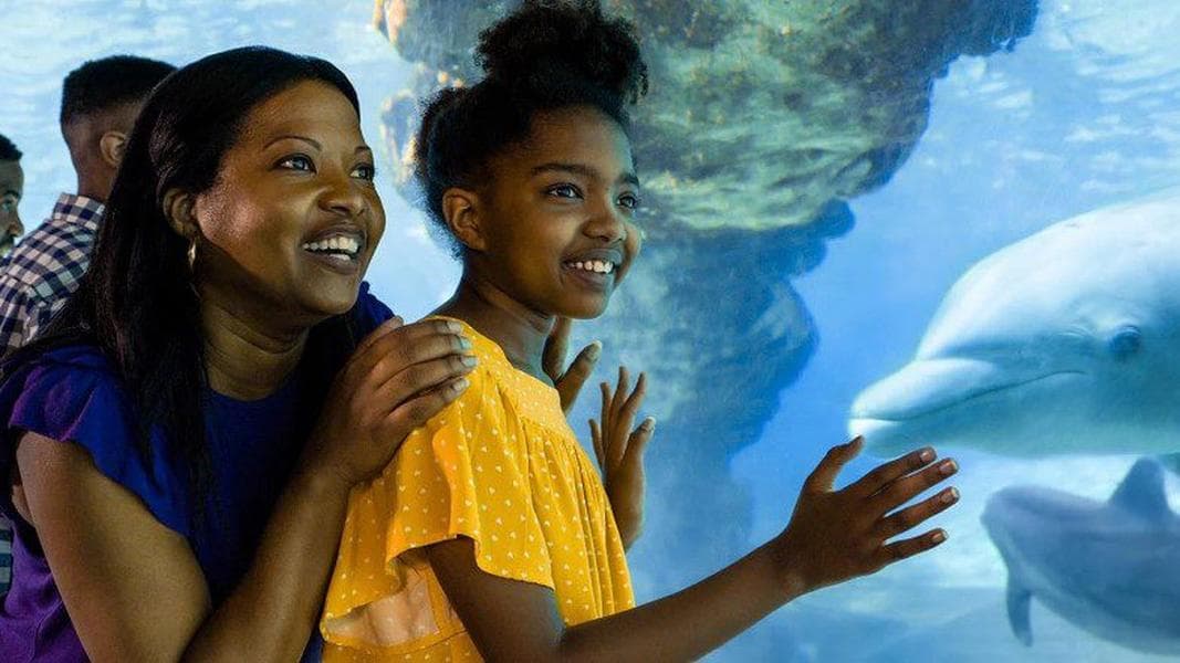 SeaWorld Orlando is offering Florida teachers free admission