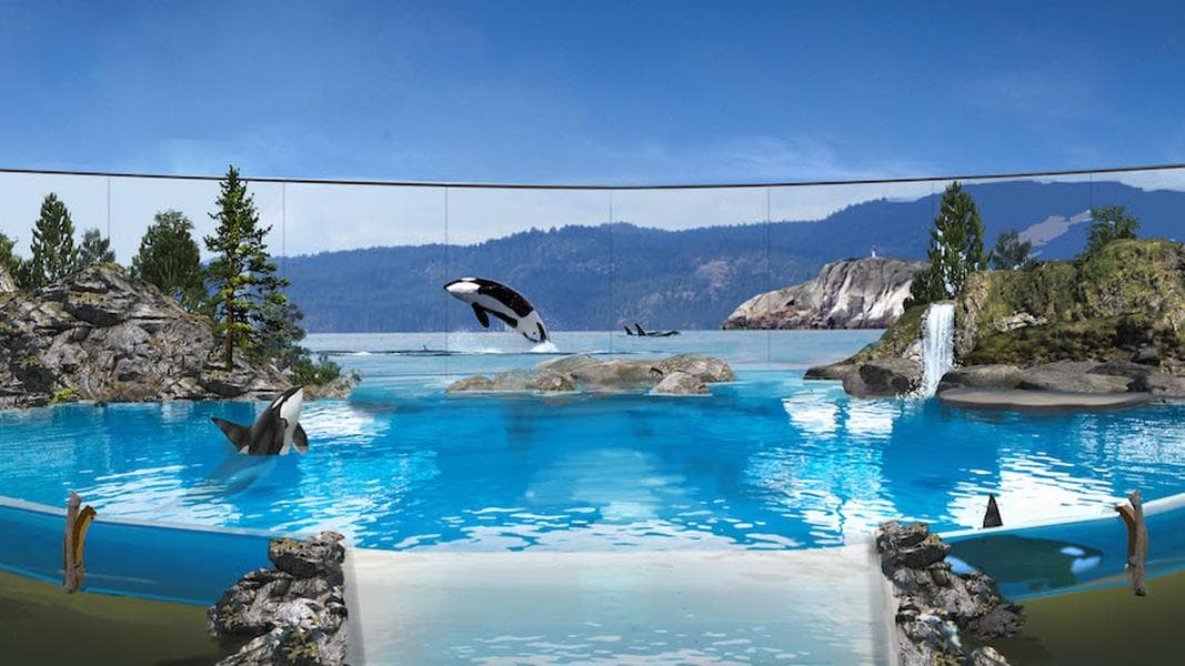 SeaWorld to end killer whale shows and breeding