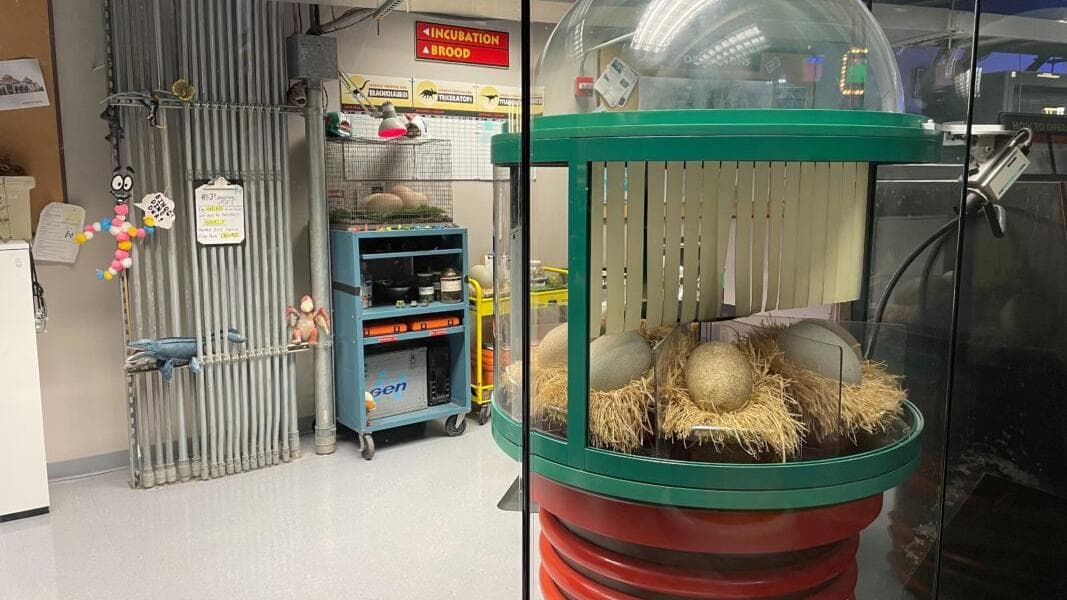 Jurassic Park Discovery Center Dinosaur Egg Hatchings Reduced at Universal Islands of Adventure