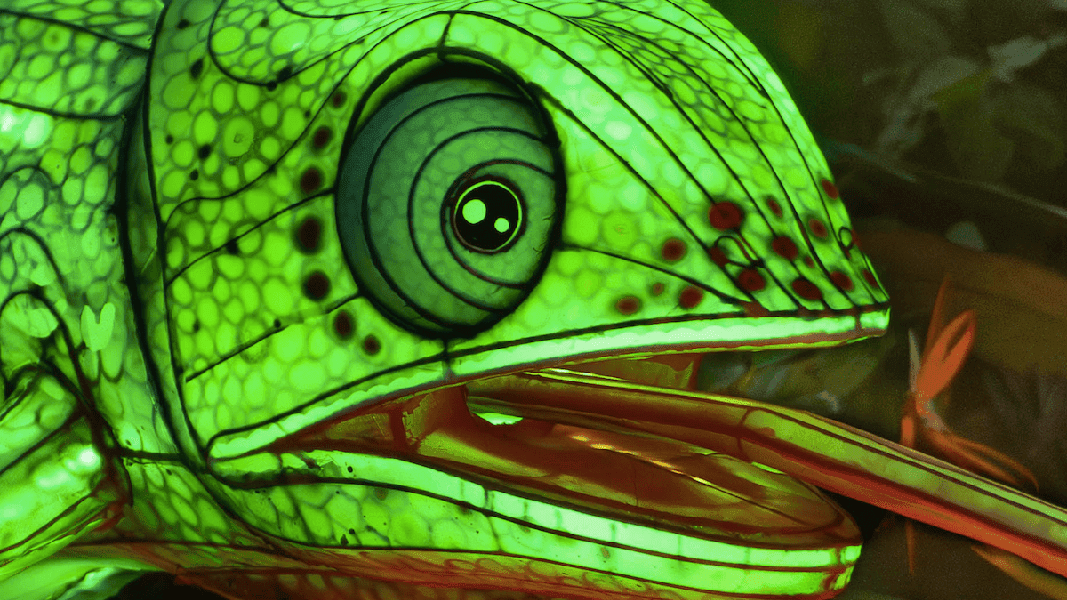 Train ride opening at Aquatica Orlando during new nighttime event Illuminate