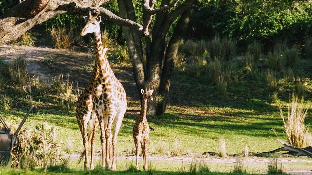 Baby giraffe Tucker debuts at Disney’s Animal Kingdom on Kilimanjaro Safaris