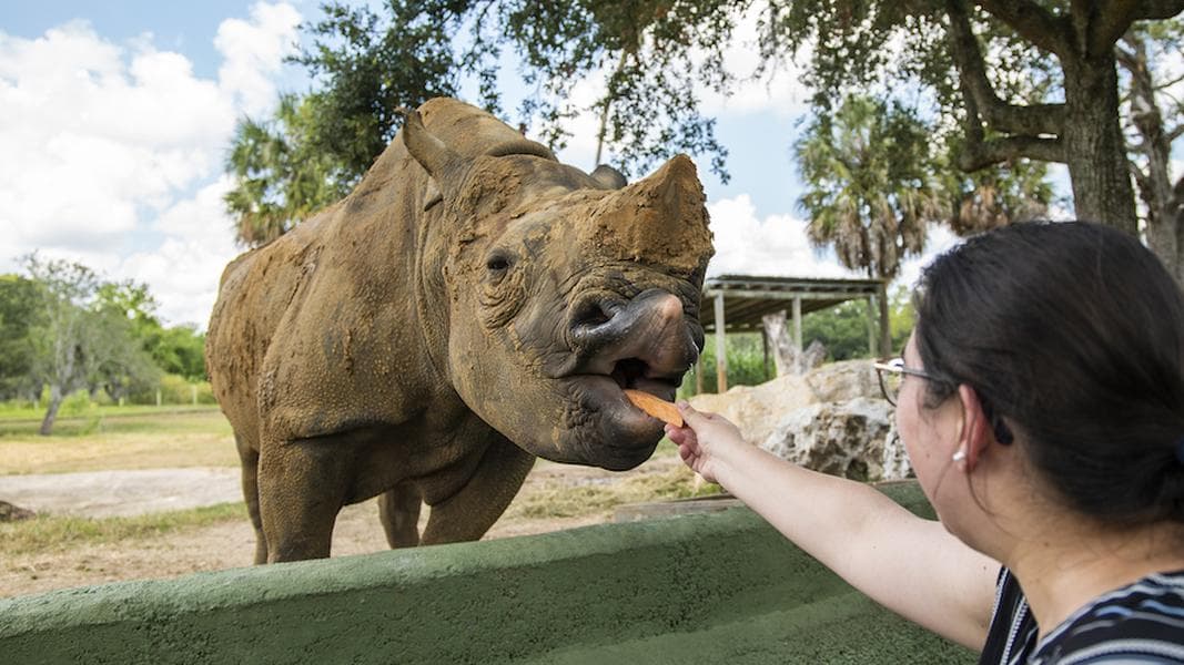 New sloth, rhino encounters now at Busch Gardens Tampa Bay