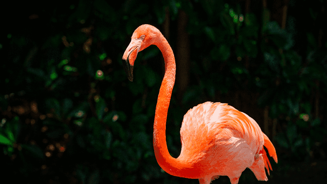 Our Top Ten Tips for Visiting SeaWorld Orlando