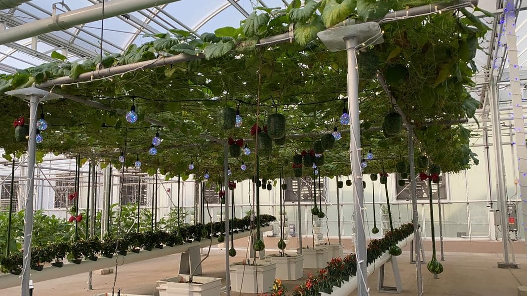 New Paint & Patchwork at Guardians of the Galaxy: Cosmic Rewind, Scrim Removed From Living With the Land, and More: EPCOT Photo Report (12/9/21)