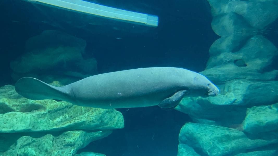 PHOTOS: New Manatees Arrive at EPCOT’s The Seas