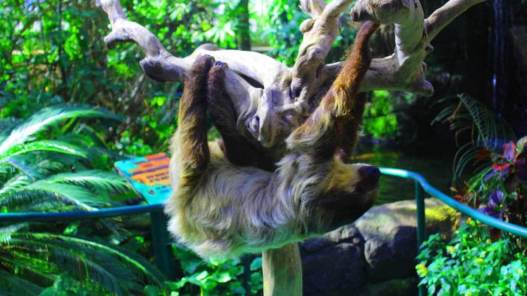 Six Flags Discovery Kingdom announces new Rainforest Trail