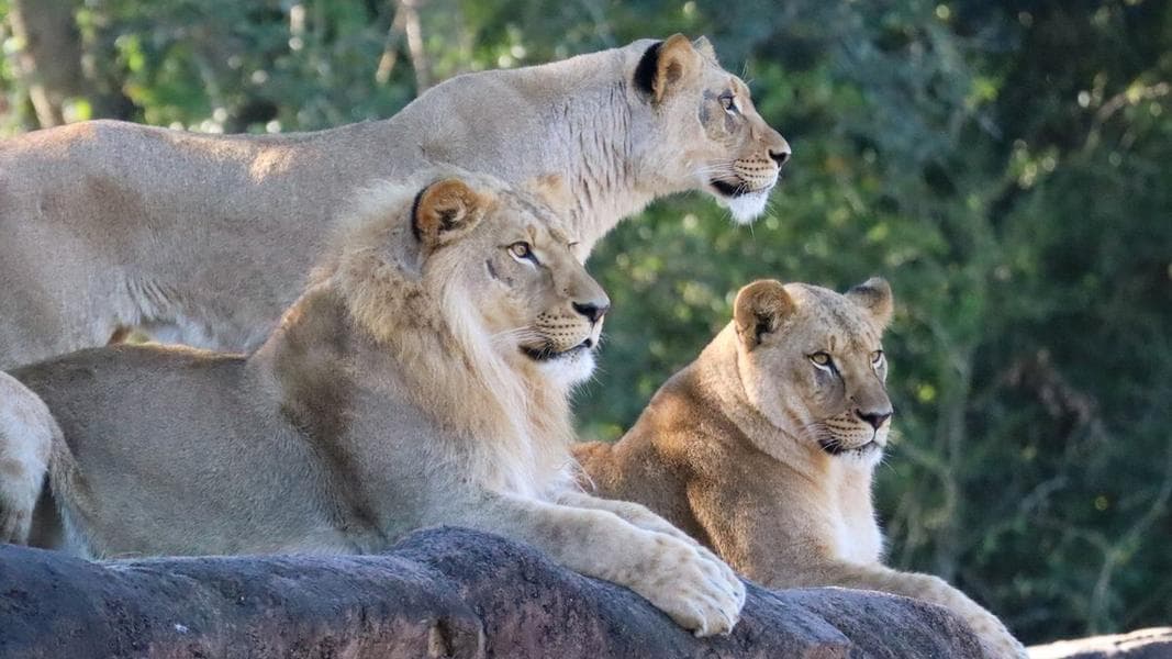 New lion siblings join Kilimanjaro Safaris: Mshango, Zahara, and Neema
