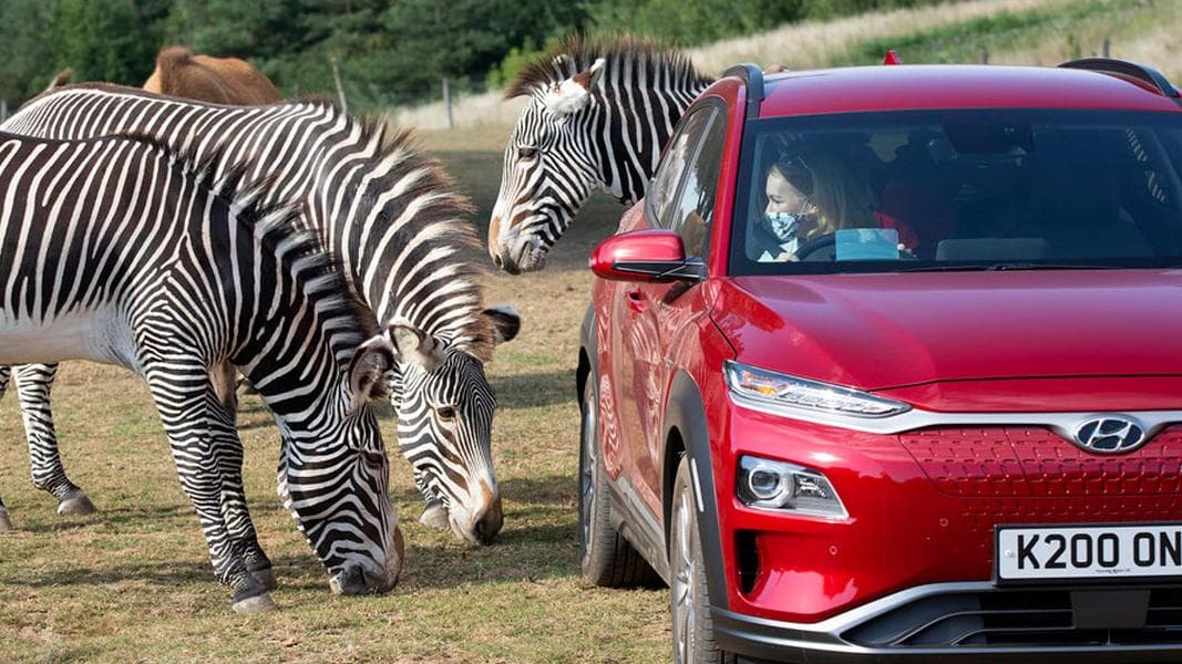 Free family-friendly safari opens at Chessington World of Adventures