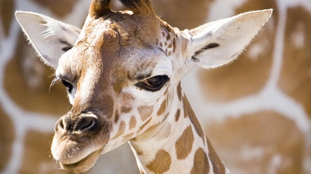 Busch Gardens welcomes baby giraffe