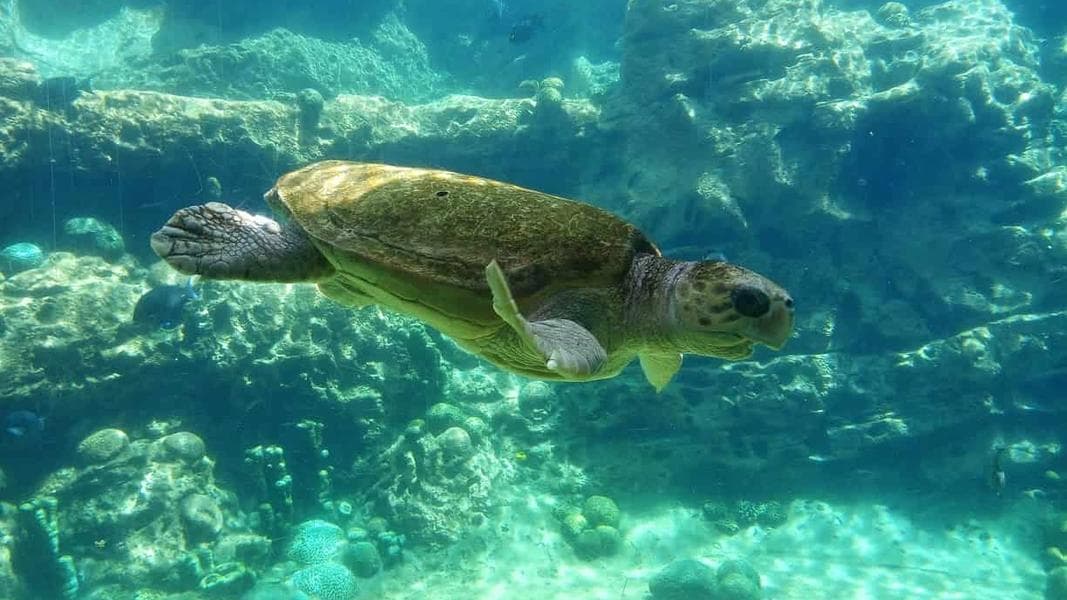 Visit SeaWorld’s Antarctica, and Turtle Trek