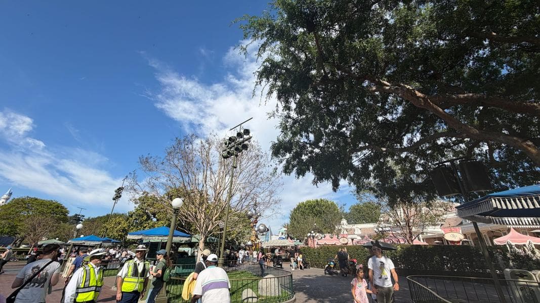 Bees Take Over Main Street U.S.A. at Disneyland Park