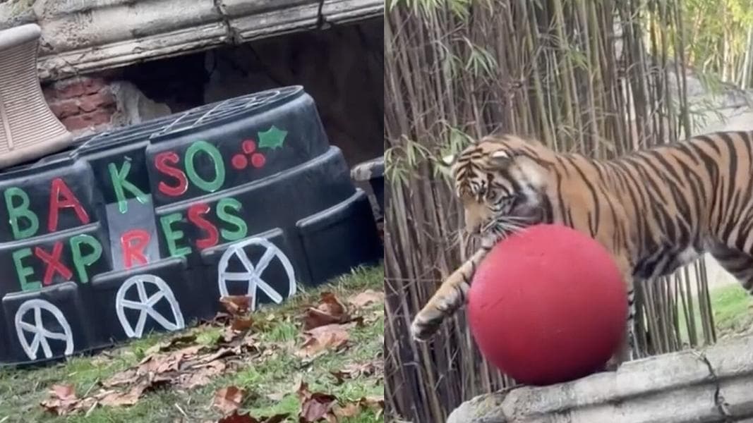 Bakso the Tiger Gets in the Holiday Spirit at Disney’s Animal Kingdom