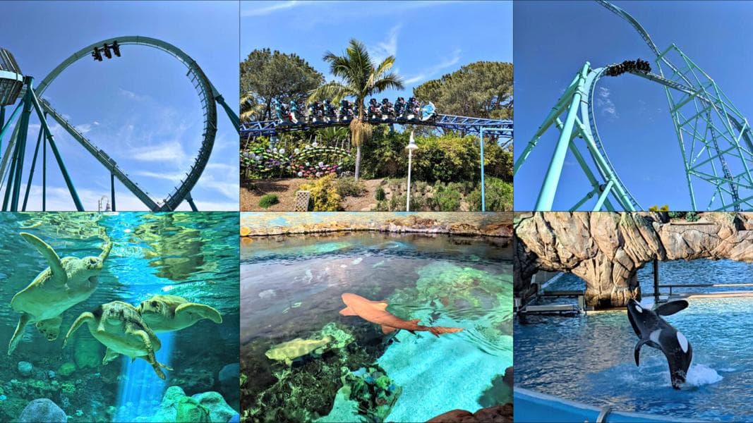 Top 6 Things to do at SeaWorld San Diego
