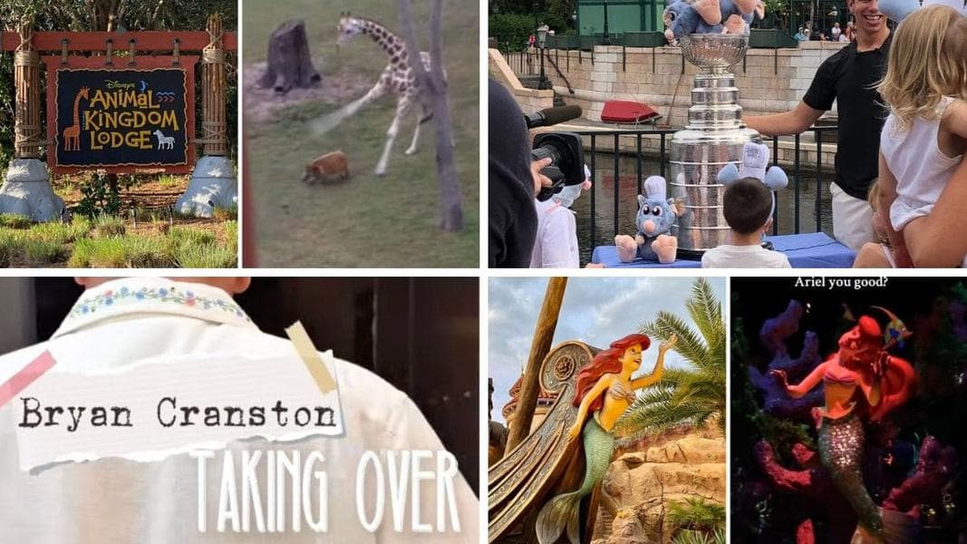 Giraffe Aggressively Chops Hog in Video from Disney’s Animal Kingdom Lodge & More: Daily Recap (8/24/25)