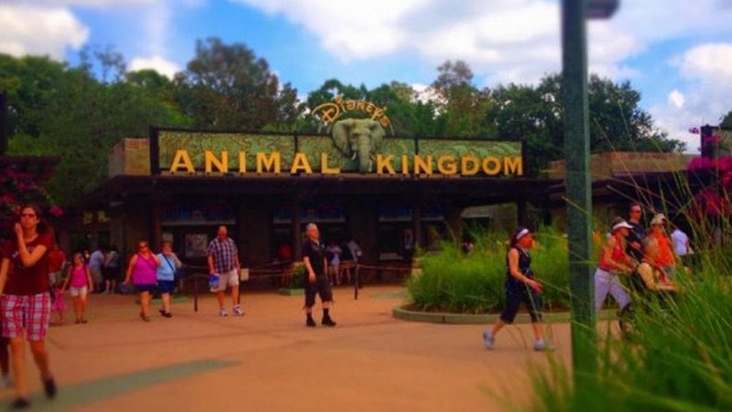 A time lapse look at Disney’s Animal Kingdom