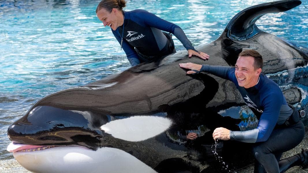 One of SeaWorld’s last whales dies | Katina, 50, was matriarch