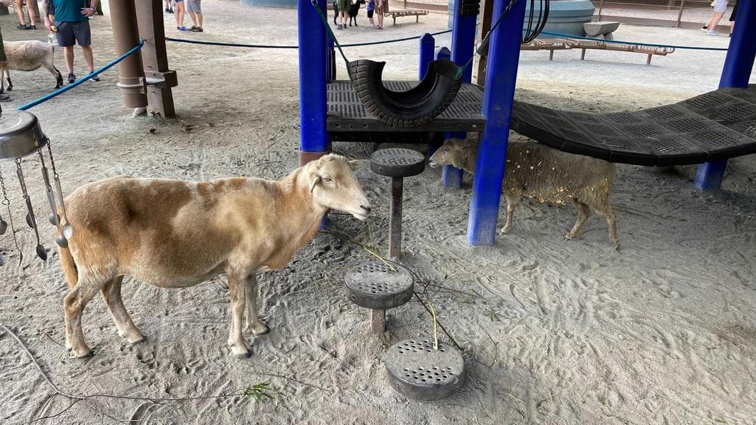 Guests Will ‘See’ Australian Animals, Not Pet Them at Disney’s Animal Kingdom