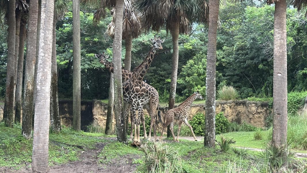 PHOTOS: Ivy the Baby Giraffe Arrives at Kilimanjaro Safaris in Disney's Animal Kingdom