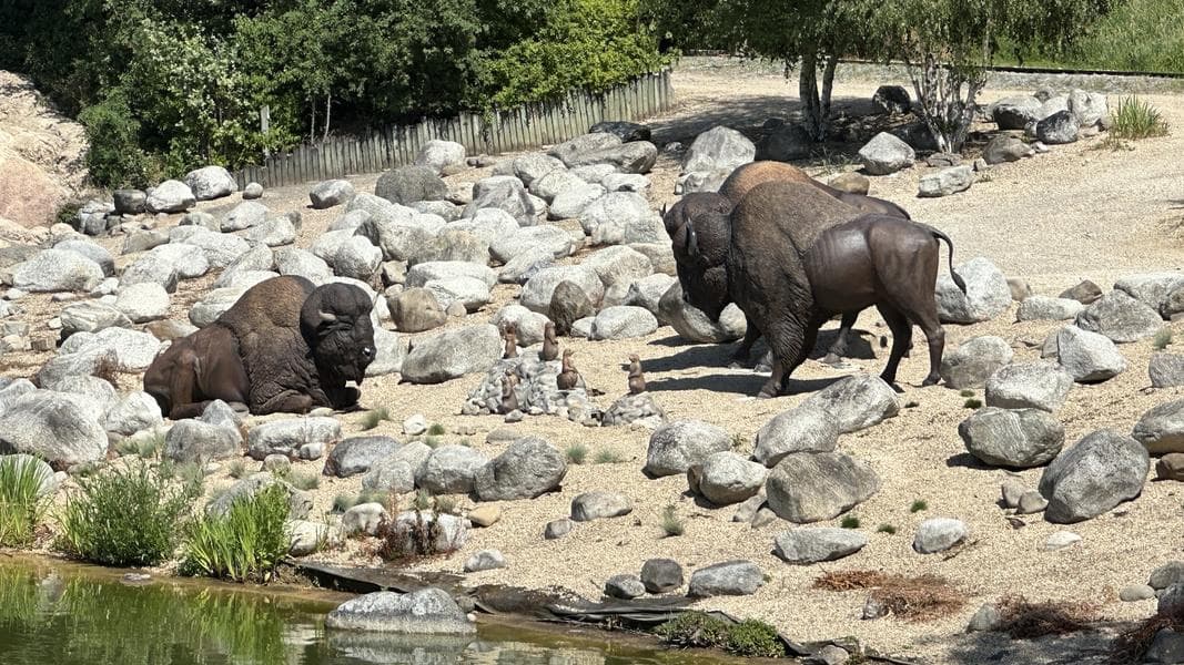 Buffalo scene added to Rivers of the Far West in Frontierland