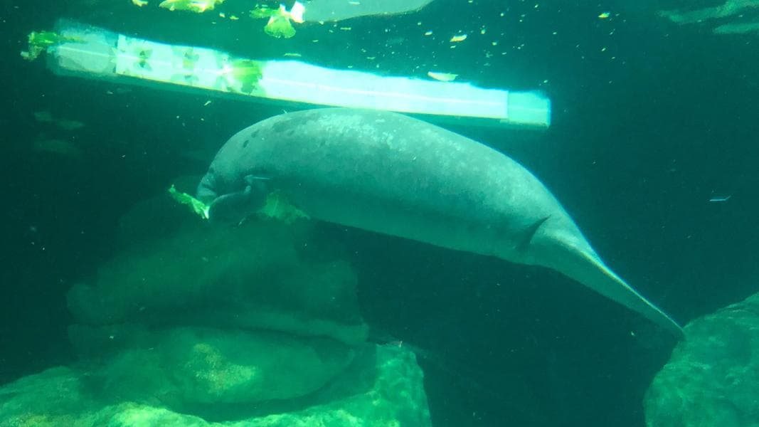 Baby Manatee Soleil Arrives in The Seas Pavilion at EPCOT