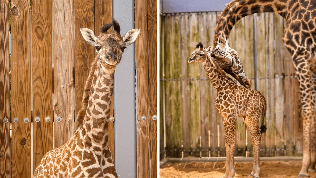 Masai Giraffe Baby Joins Recent Animals Born at Walt Disney World