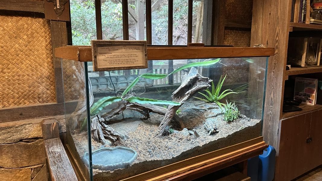 Spider Tortoise Replaces Cairo Spiny Mouse at Disney's Animal Kingdom Theme Park