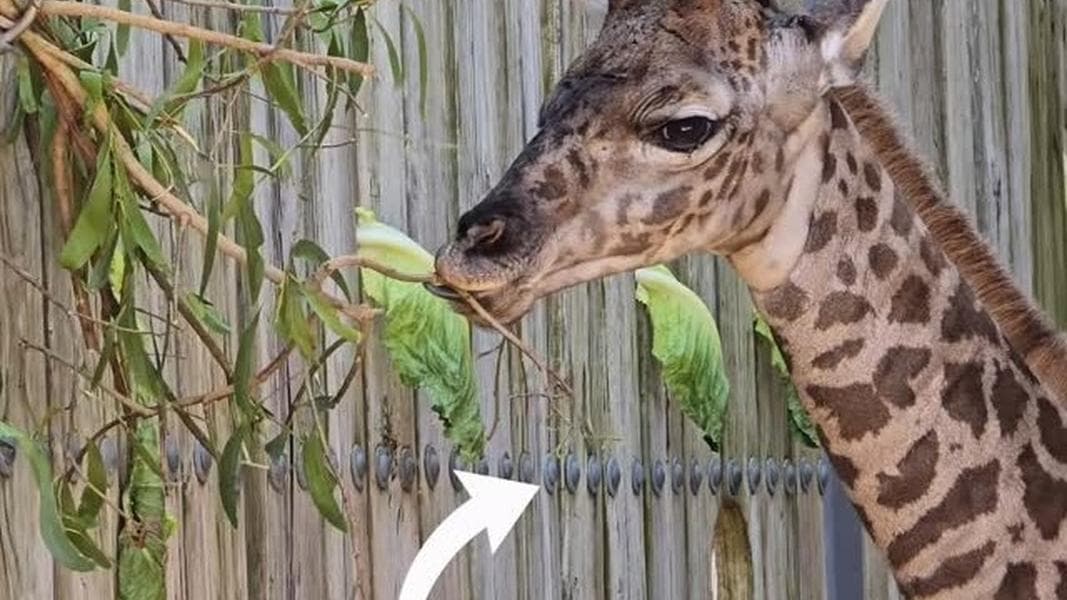 Disney Reveals Name of Masai Giraffe Born Recently at Walt Disney World