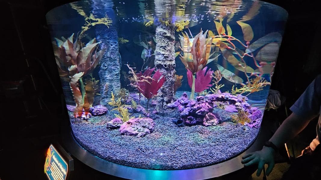 Sea Dragons Debut in SeaBase Aquarium Nursery at EPCOT