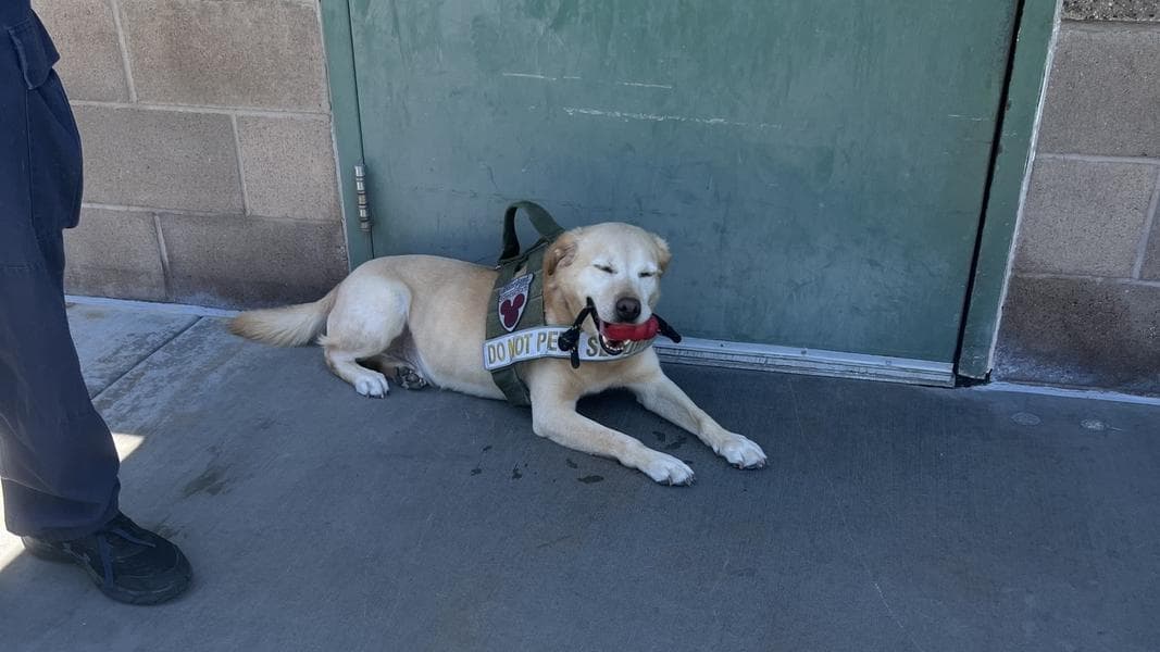 Benny the Security Dog Retires From Disneyland